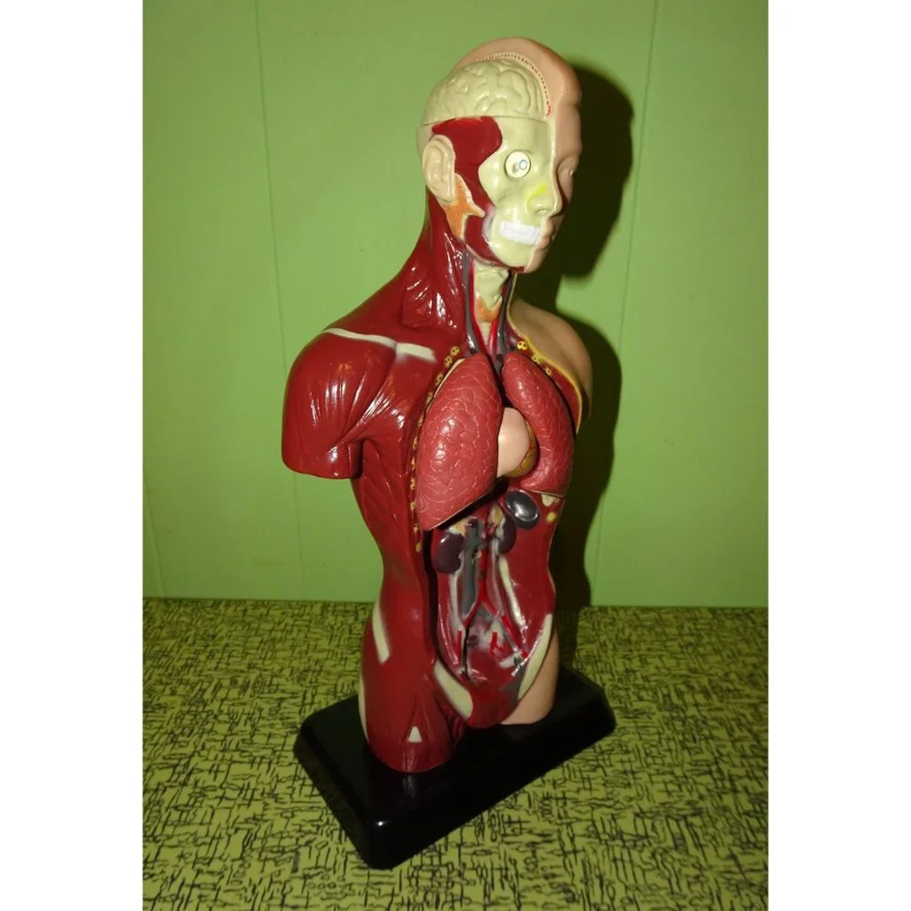 Vintage Human Torso Model w/ detachable Heart Lungs oddity curiosity medical - Picture 4 of 10